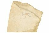 Jurassic Brittle Star Fossil - Solnhofen #256678-1